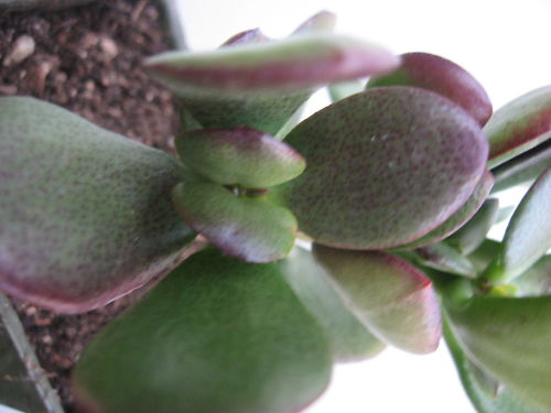 معرفی و راهنمای پرورش گیاهان زینتی آپارتمانی - کراسولای نقره ای